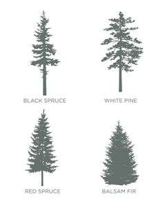 four different types of trees are shown in black and white, with the names below them