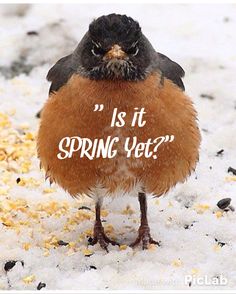 a small bird standing in the snow with a quote on it's chest that says, is it spring yet?