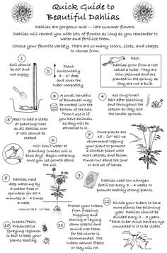 the instructions for how to grow beautiful flowers in your garden, including an info sheet