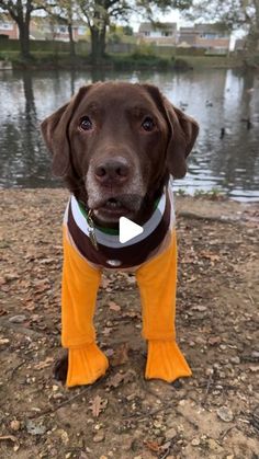 a brown dog wearing yellow rubber boots standing in front of a body of water with ducks on it