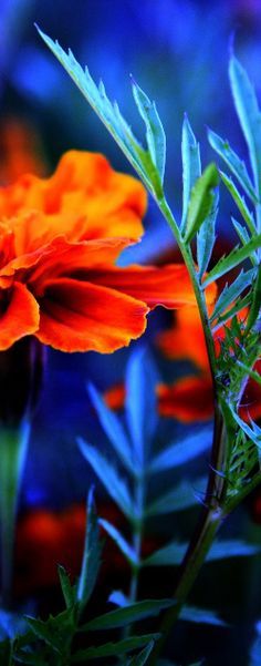 an orange flower with green leaves in the foreground