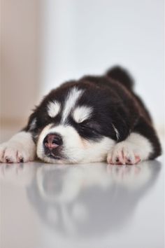 Sleeping puppy on a shiny surface. Cute Dog Wallpaper, Puppy Photos, Dog Wallpaper, Husky Puppy, Pug Love, Sleeping Dogs