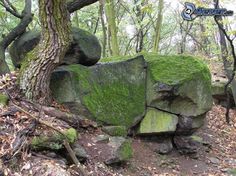 moss covered rocks and trees in the woods