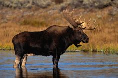 a large moose standing in the middle of a body of water