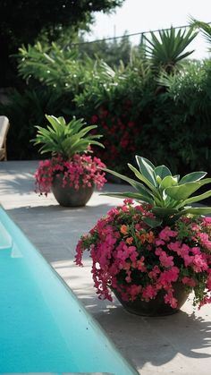 two potted plants sitting next to a swimming pool