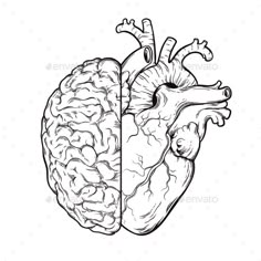 the human heart and brain in black and white - miscellaneous objects / artsy illustrations