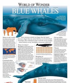 the world of wonder blue whale information poster is shown in this image, and features images of different types of animals