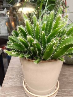 a potted plant sitting on top of a wooden table