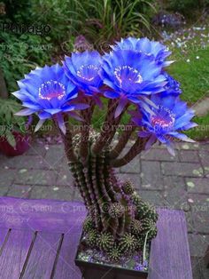 blue flowers in a pot on a wooden table