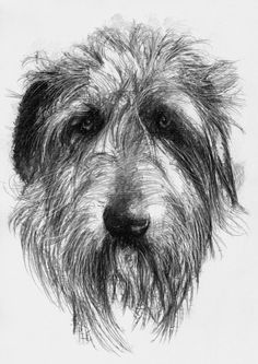 a black and white drawing of a dog's face with long hair on it