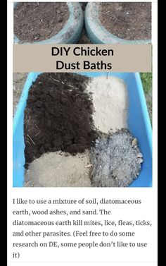 an article about diy chicken dust bathes and how to use them in the garden