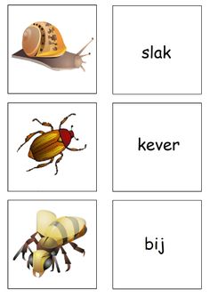 four pictures with different types of animals and their names in the same language, including a snail