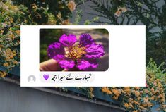 a person holding a purple flower in front of some yellow and white flowers with arabic writing on it