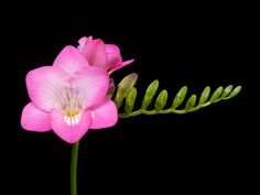 a pink flower with green stems on a black background