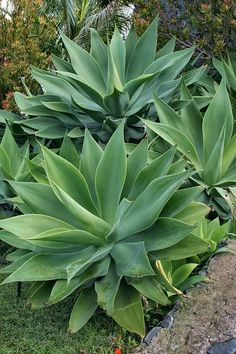 large green plants are growing in the grass