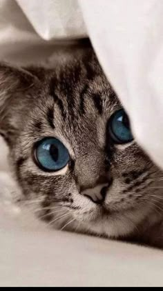 a close up of a cat with blue eyes peeking out from under a white sheet