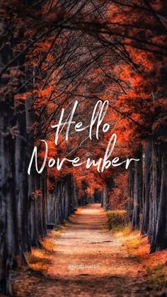 the words hello november are written in white on a path between trees with red leaves