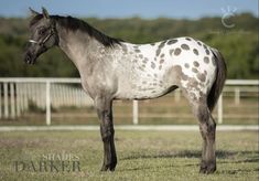 a white and black horse standing on top of a grass covered field