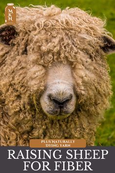 a close up of a sheep with the words raising sheep for fiber