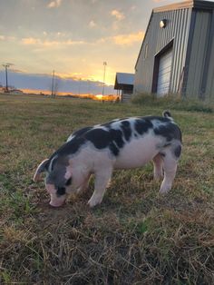 a small black and white pig standing on top of a grass covered field next to a barn