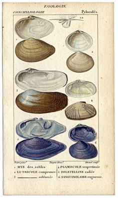 an old book with different types of seashells