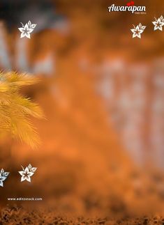 a blurry image of a tree with white flowers in the foreground and an orange background