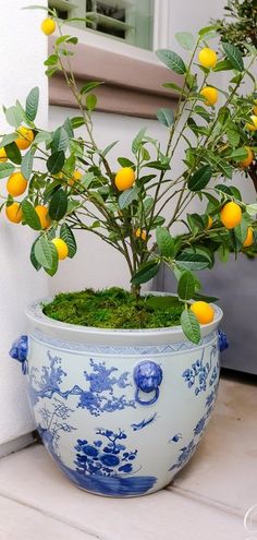 a blue and white planter with lemons growing out of it's top