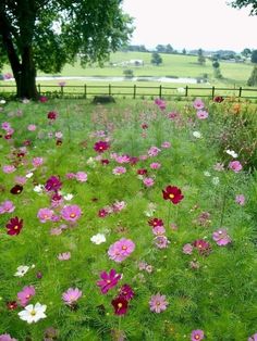 a field full of pink and white flowers next to a wooden fence with trees in the background