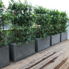 several planters are lined up on a wooden deck with bamboo trees in the background