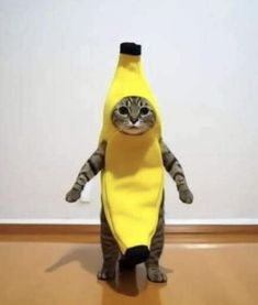 a cat in a banana costume standing on its hind legs