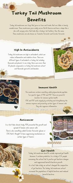 Turkey Tail Mushrooms, Essential Oils Herbs