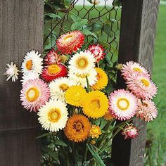 a vase filled with lots of colorful flowers sitting on top of a wooden table next to a fence