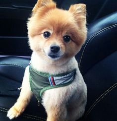 a small dog sitting in the back seat of a car