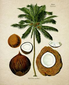 an advertisement with coconuts and palm trees on it