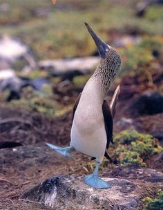 a blue and white bird standing on top of a rock next to some moss covered ground