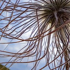 a close up view of the top of a plant with long, thin hair on it