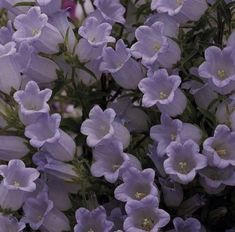 purple flowers are blooming in the garden