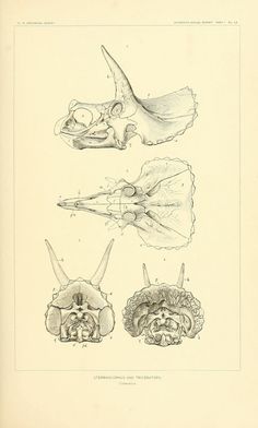 three different types of animals are shown in this drawing