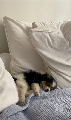 a black and white dog sleeping on top of a bed