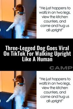 a dog standing on its hind legs in front of a radiator with the caption, three legged dog goes virtual on tik for walking upright like a human