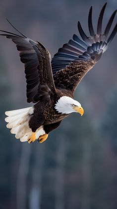 an eagle flying through the air with its wings spread