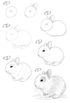 an image of rabbits in different stages of development on a white background, drawn by hand