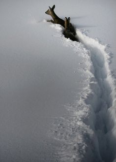 an animal that is laying down in the snow