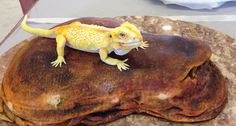 a yellow gecko sitting on top of a rock