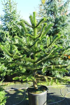 a small pine tree in a potted planter next to some other trees on the ground