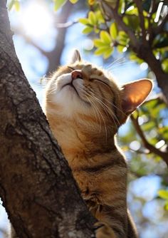 a cat that is sitting up in a tree looking up at the sky with its eyes closed