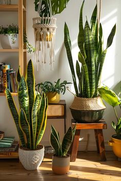 three houseplants sitting on top of a wooden table