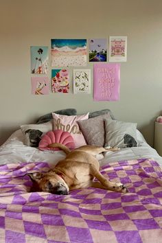 a brown dog laying on top of a purple and white bed