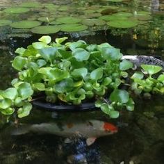 a fish swimming in the water next to plants