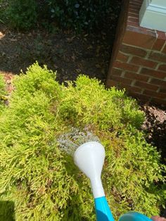 a blue and white brush sitting on top of a lush green bush next to a brick building